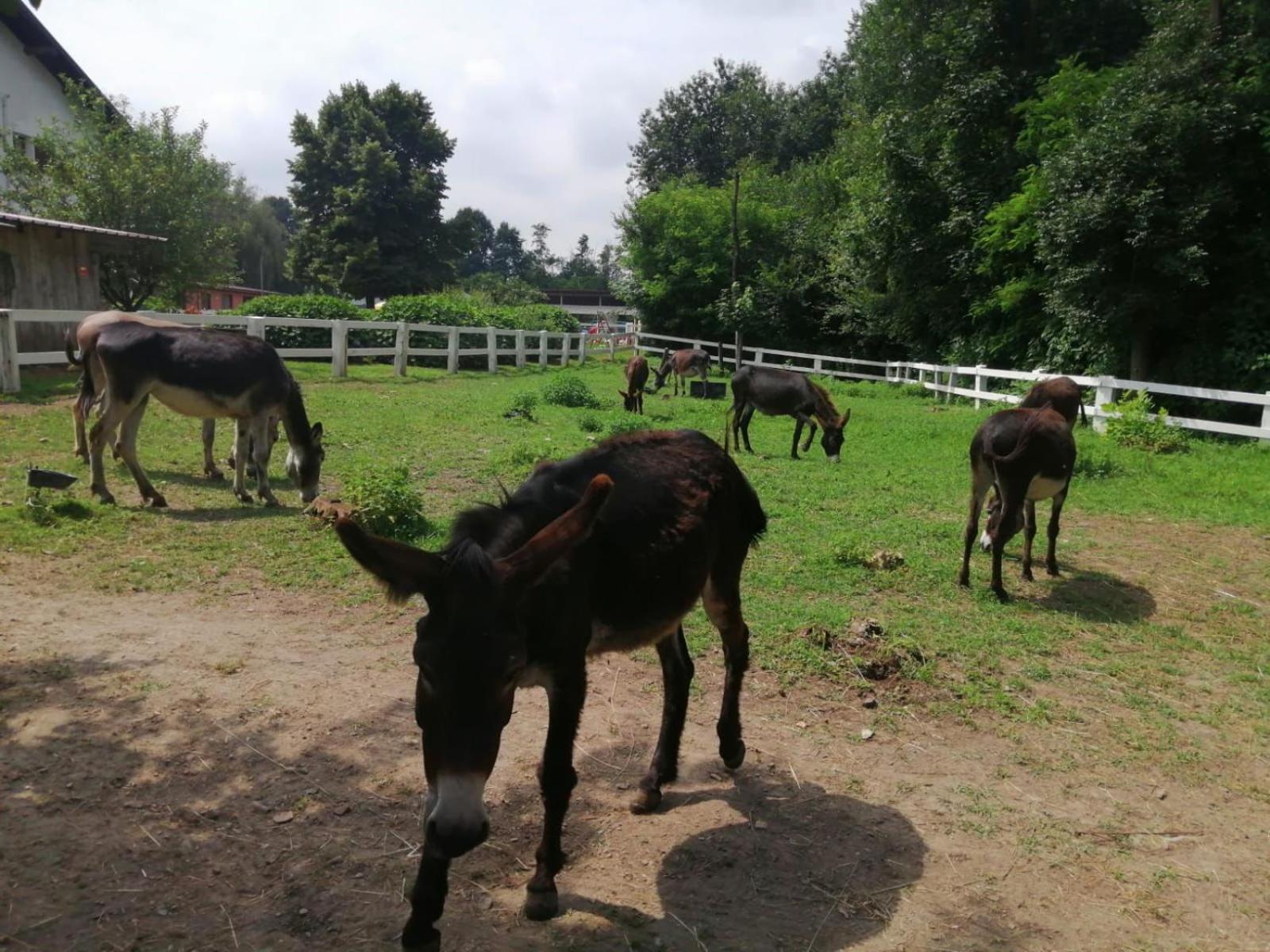 Agriturismo La Fornace Centro Ippico Villa Como Dış mekan fotoğraf