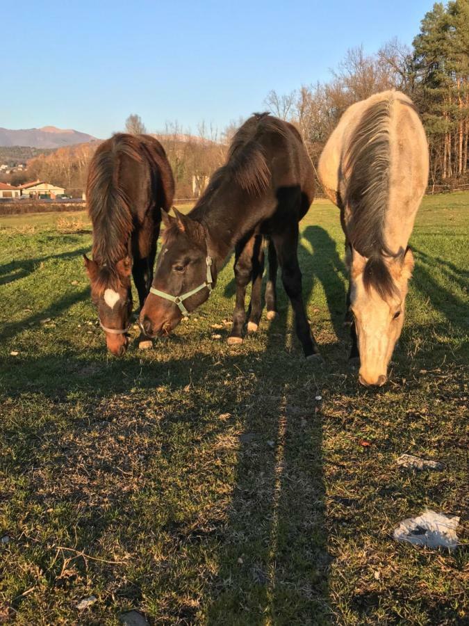 Agriturismo La Fornace Centro Ippico Como Dış mekan fotoğraf
